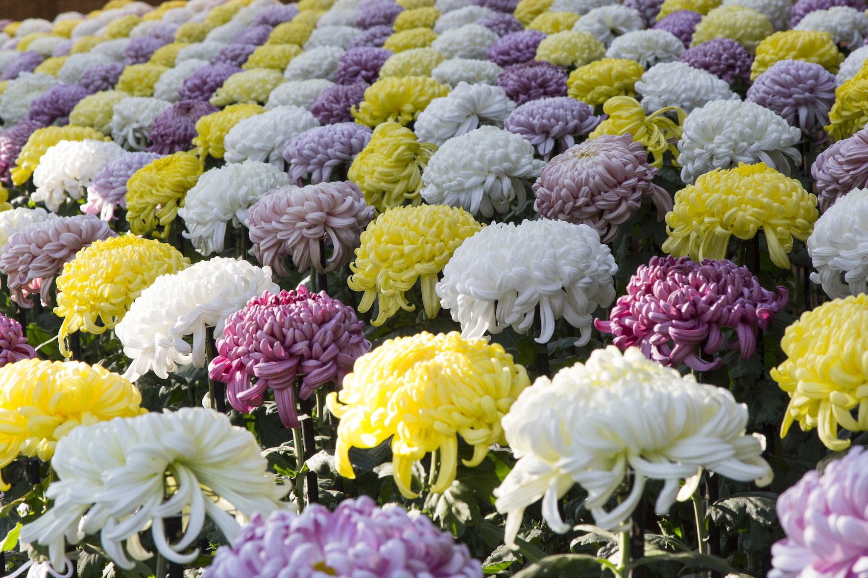 🌳 신주쿠 교엔 이미지 10